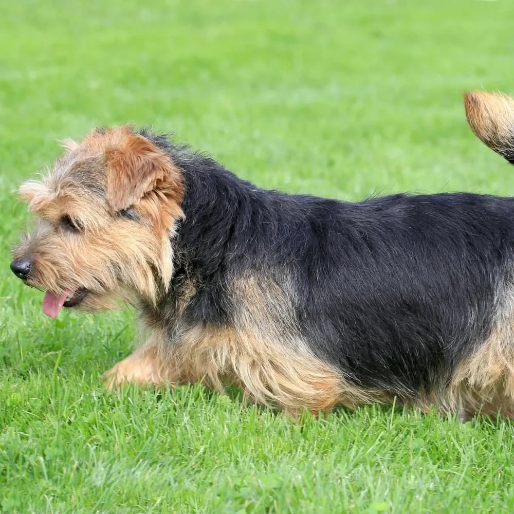 Norfolk Terrier — registro 01