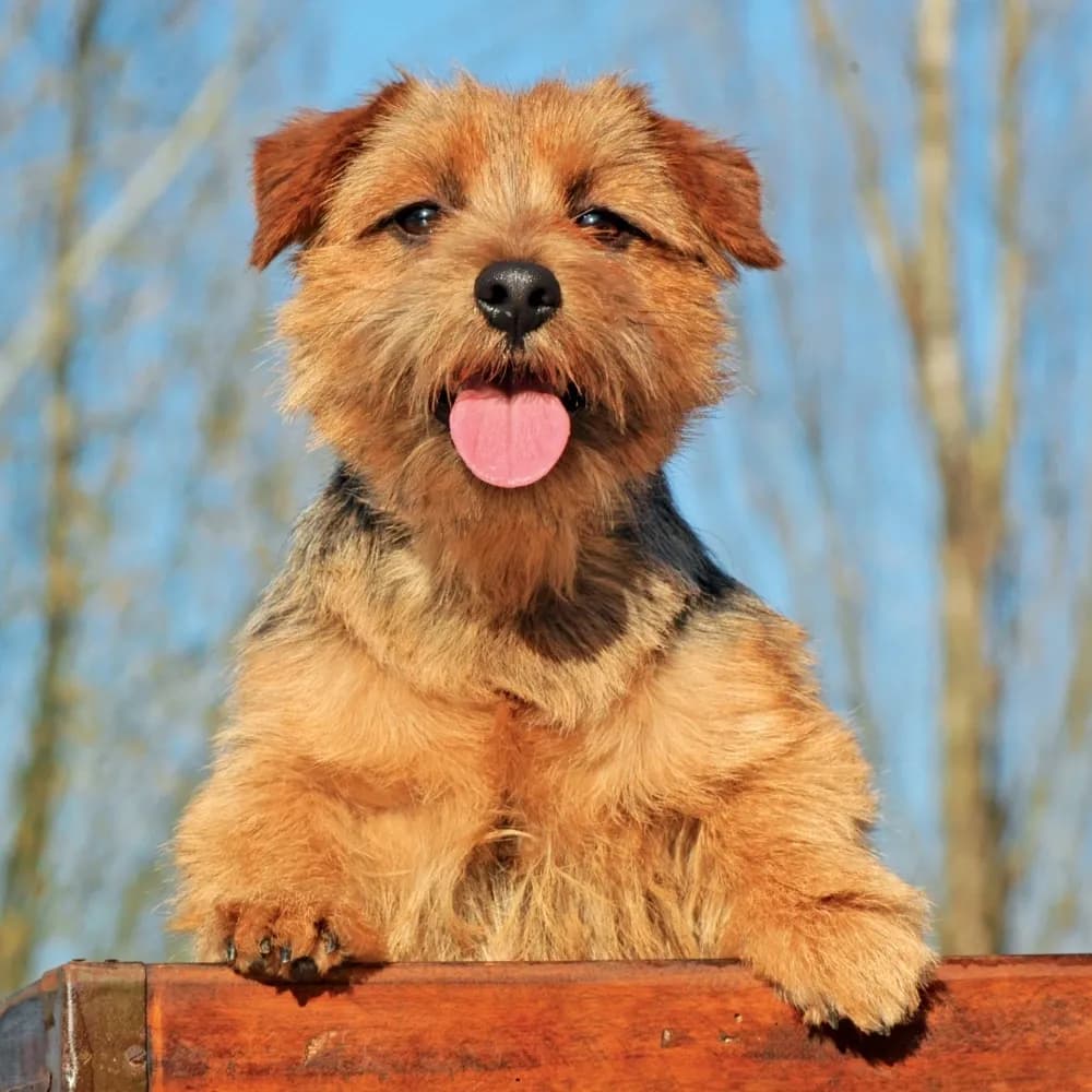 Norfolk Terrier — registro 02