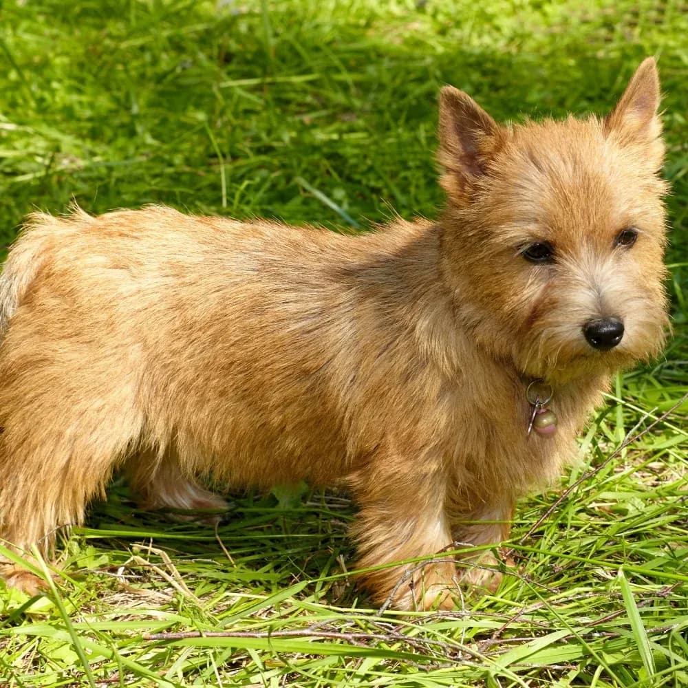 Norfolk Terrier — registro 03