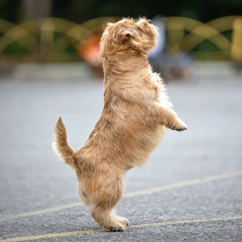 Norfolk Terrier — registro 04