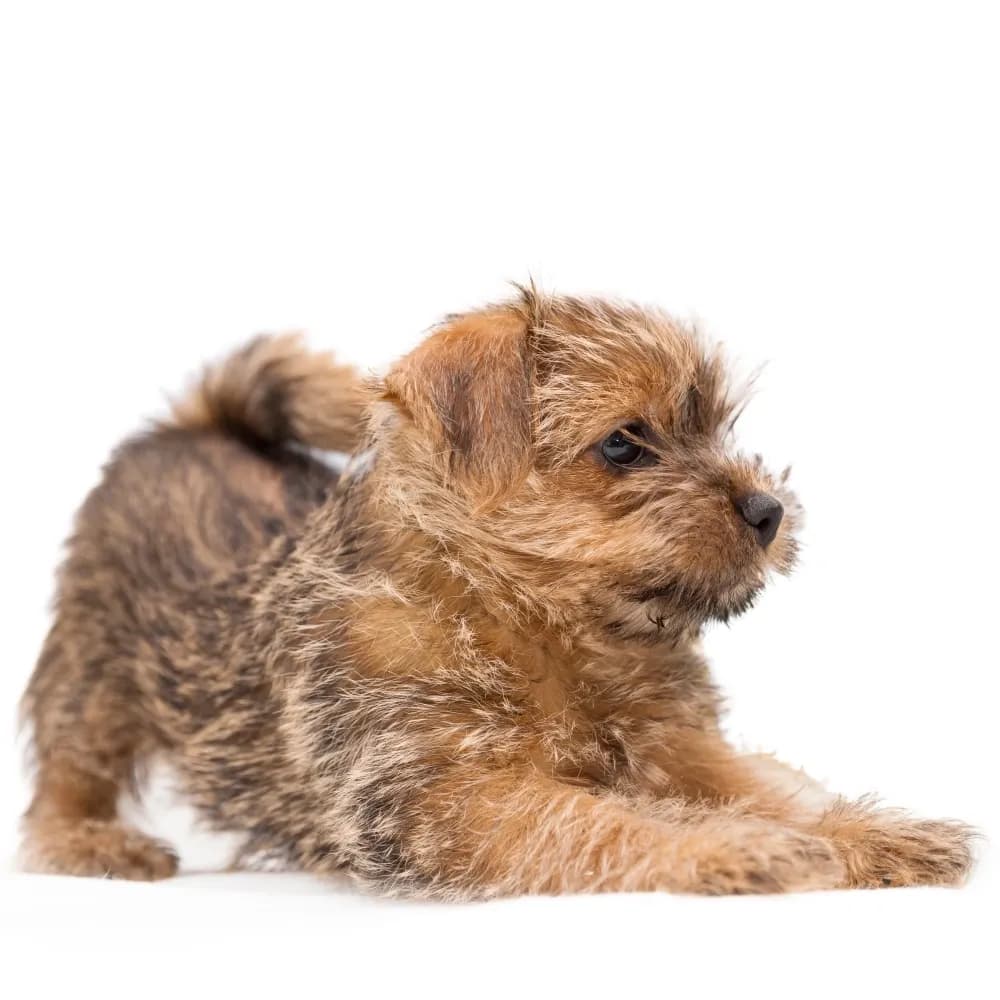 Norfolk Terrier — filhote