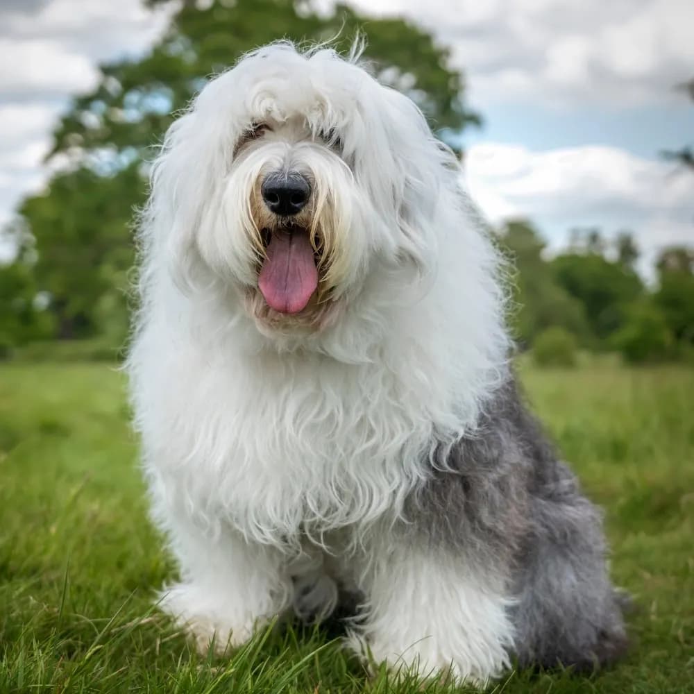 Old English Sheepdog — registro 01
