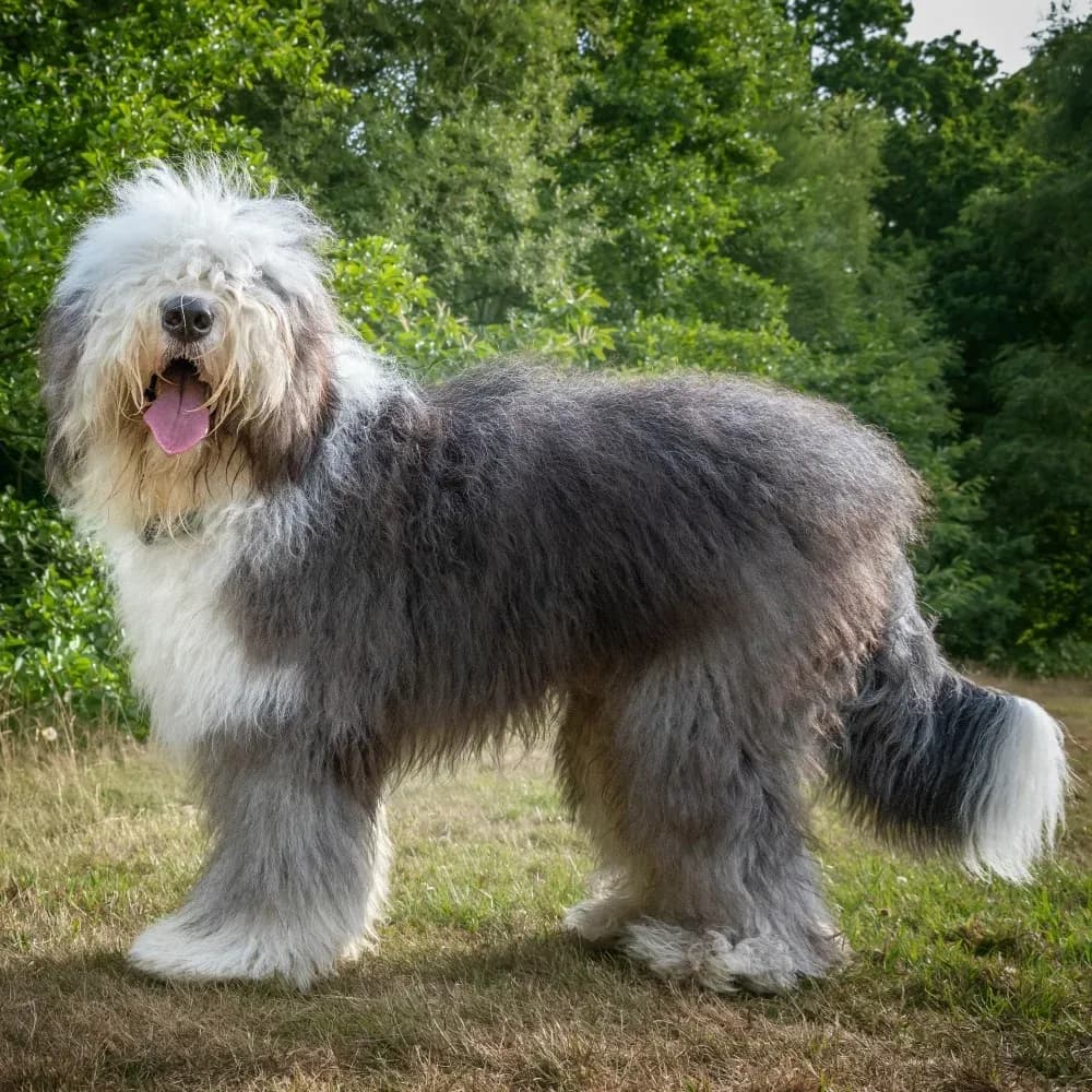 Old English Sheepdog — registro 02