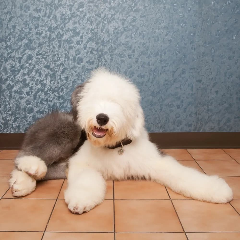 Old English Sheepdog — registro 03