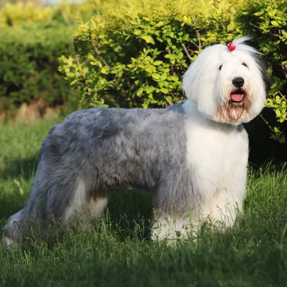 Old English Sheepdog — registro 04