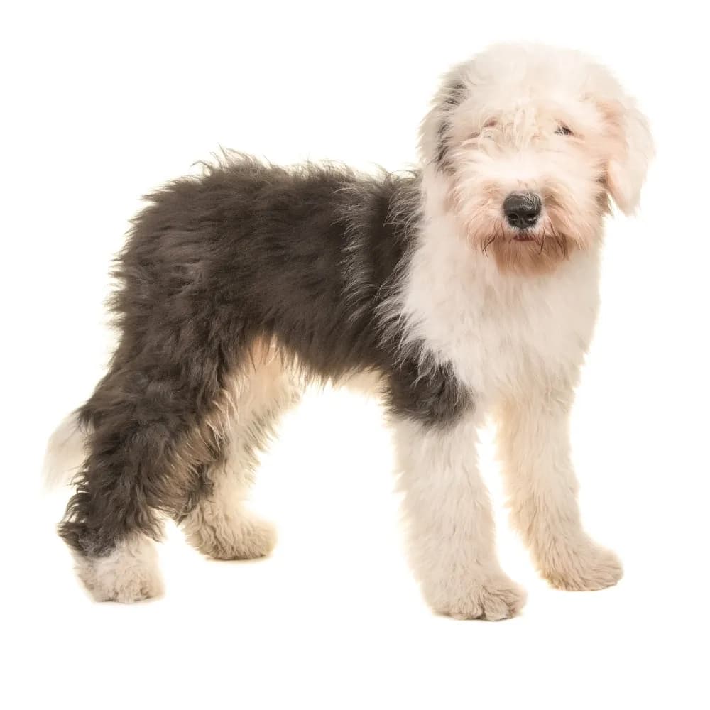 Old English Sheepdog — filhote