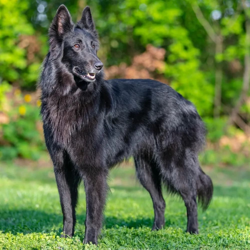 Pastor Belga Groenendael — registro 02