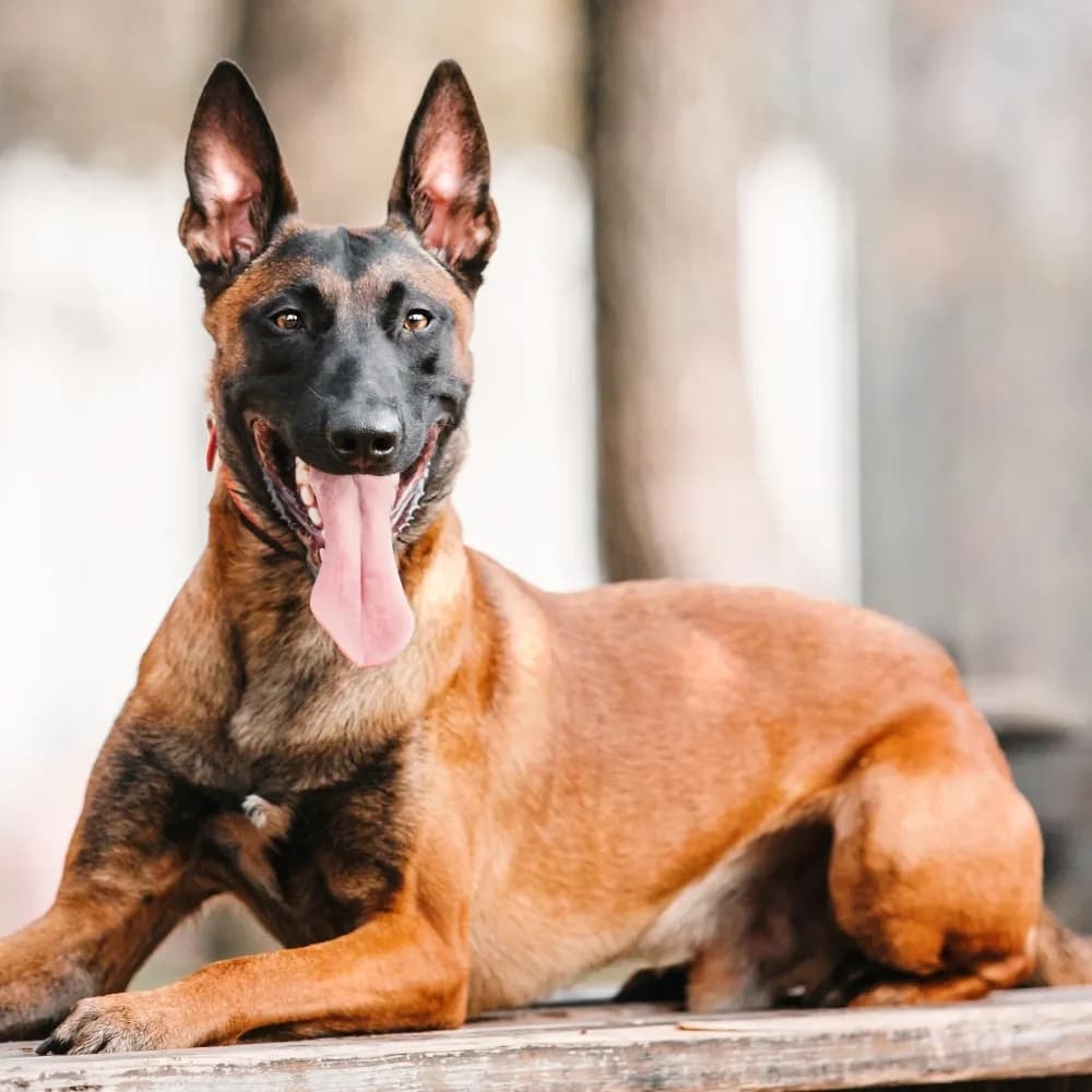 Pastor Belga Malinois — registro 01