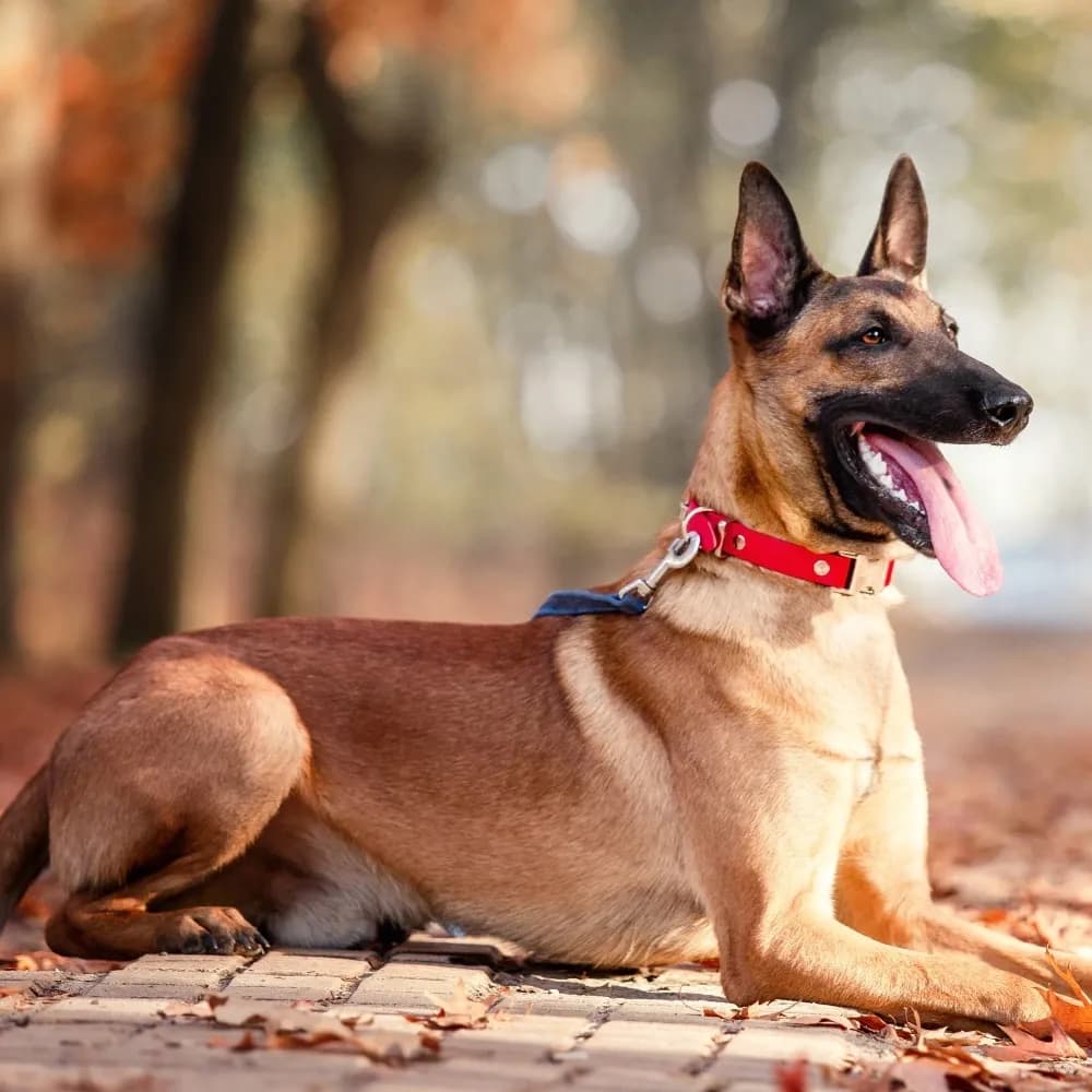 Pastor Belga Malinois — registro 02