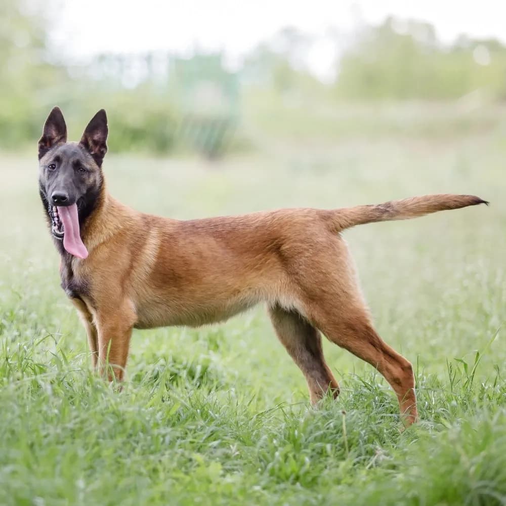 Pastor Belga Malinois — registro 03