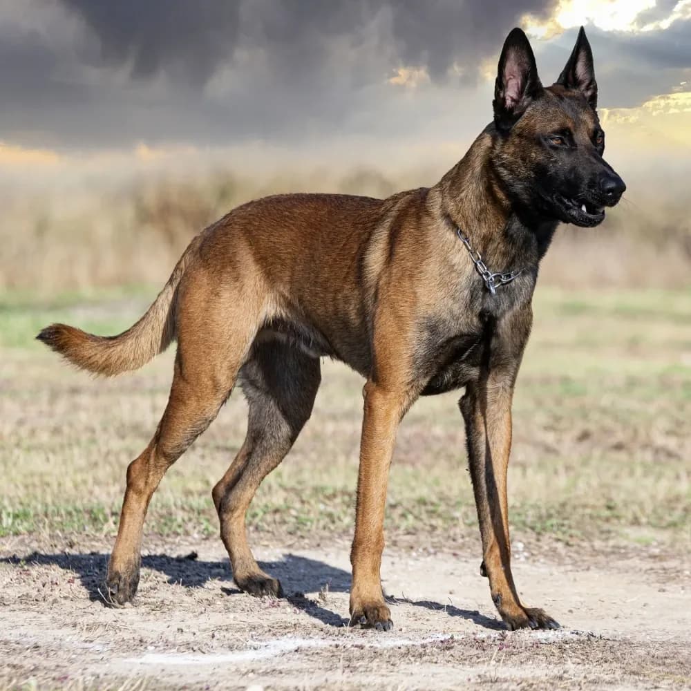 Pastor Belga Malinois — registro 04