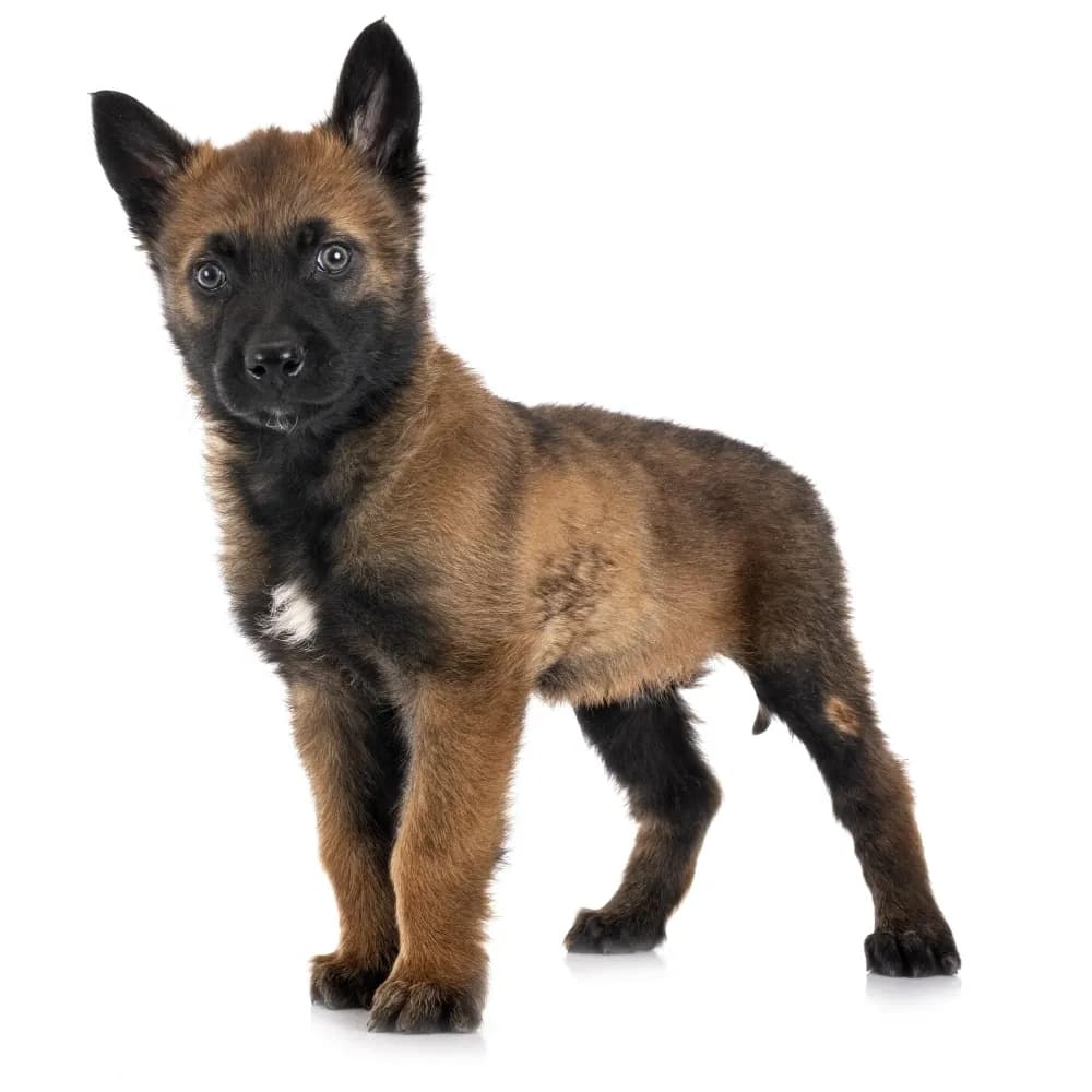 Pastor Belga Malinois — filhote