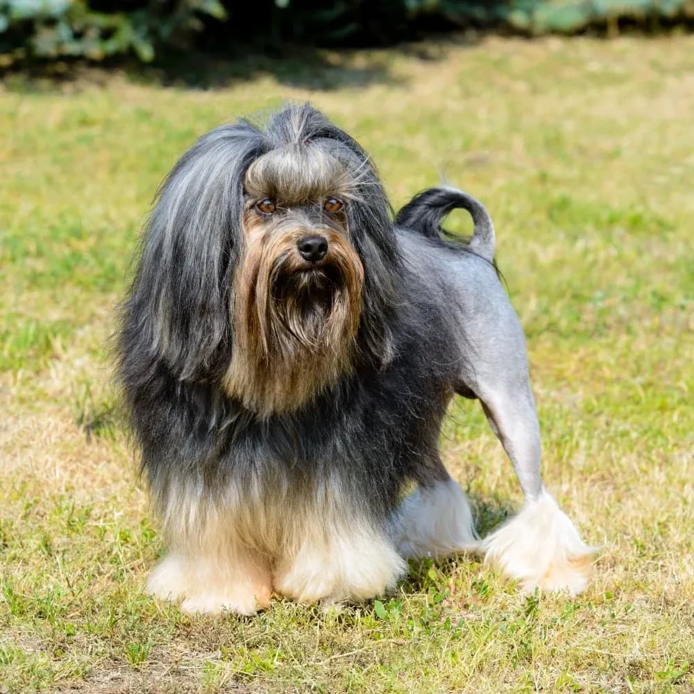 Pequeno Cão Leão — registro 01