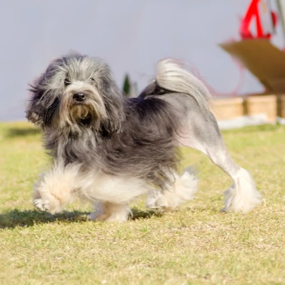 Pequeno Cão Leão — registro 02