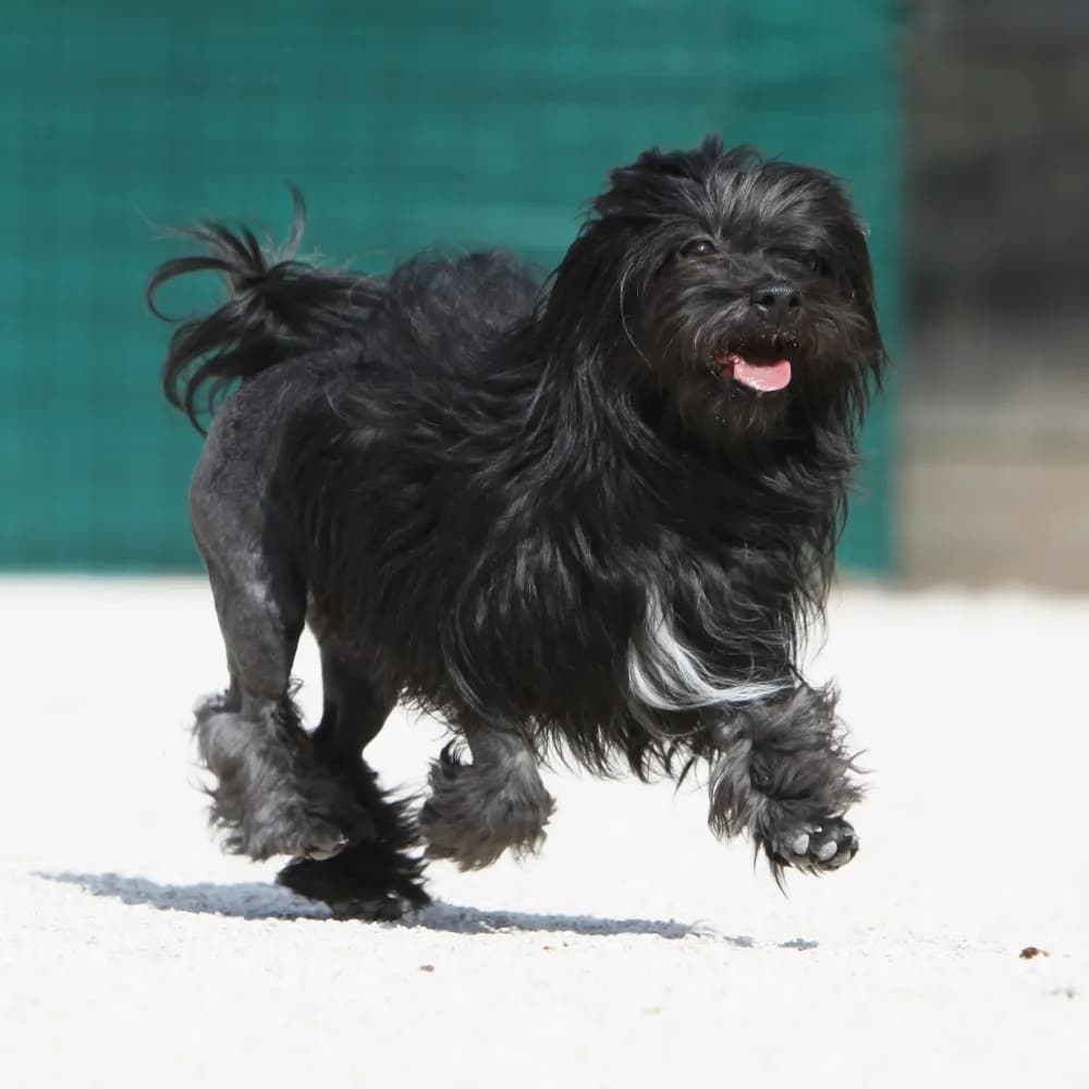 Pequeno Cão Leão — registro 03