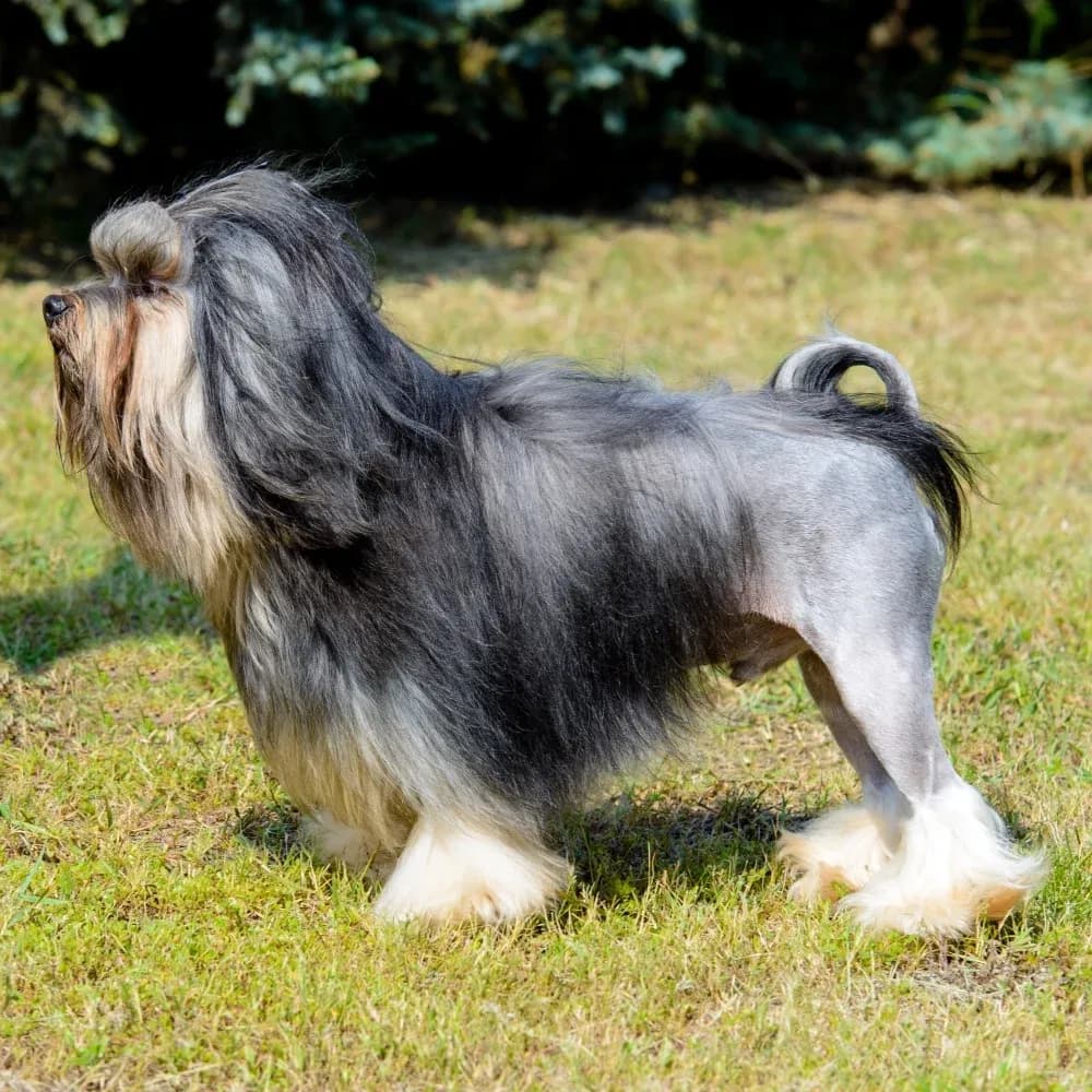 Pequeno Cão Leão — registro 04