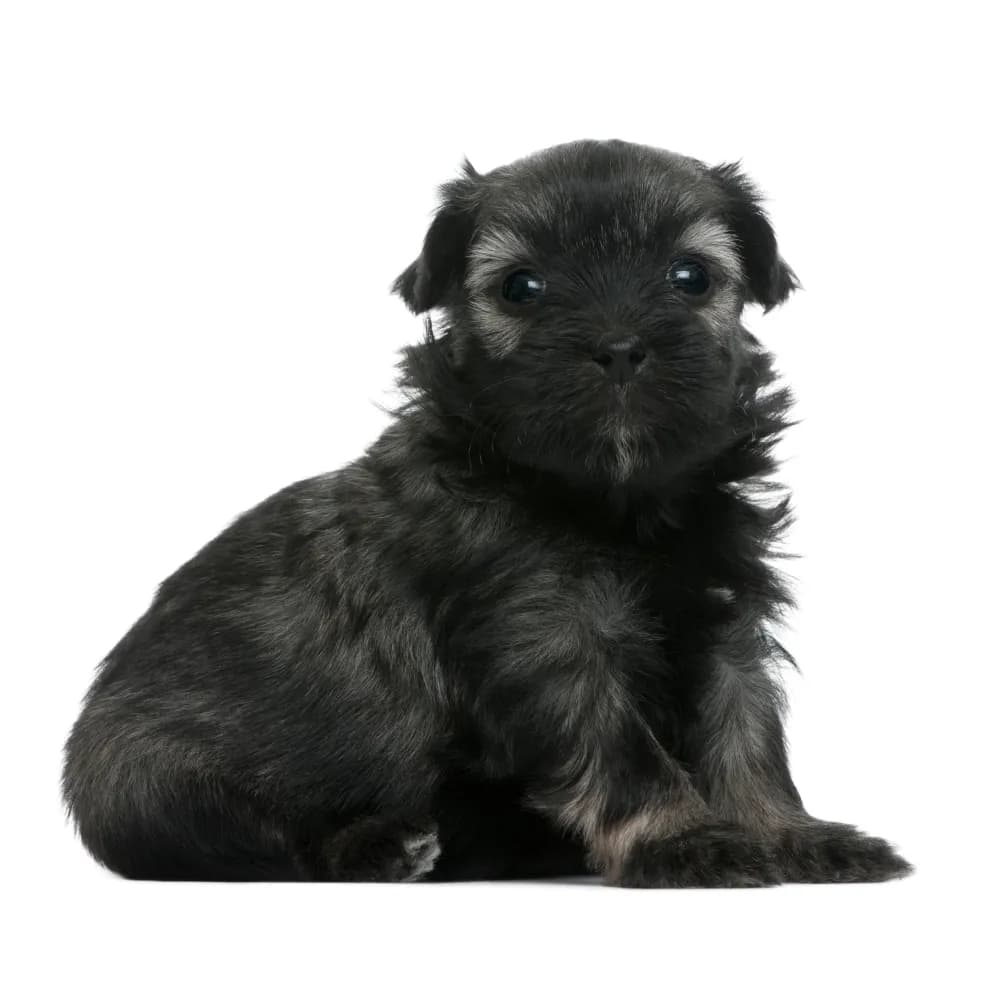 Pequeno Cão Leão — filhote