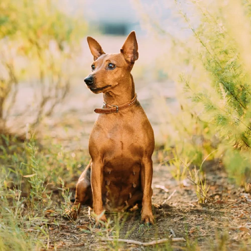 Pinscher — registro 01