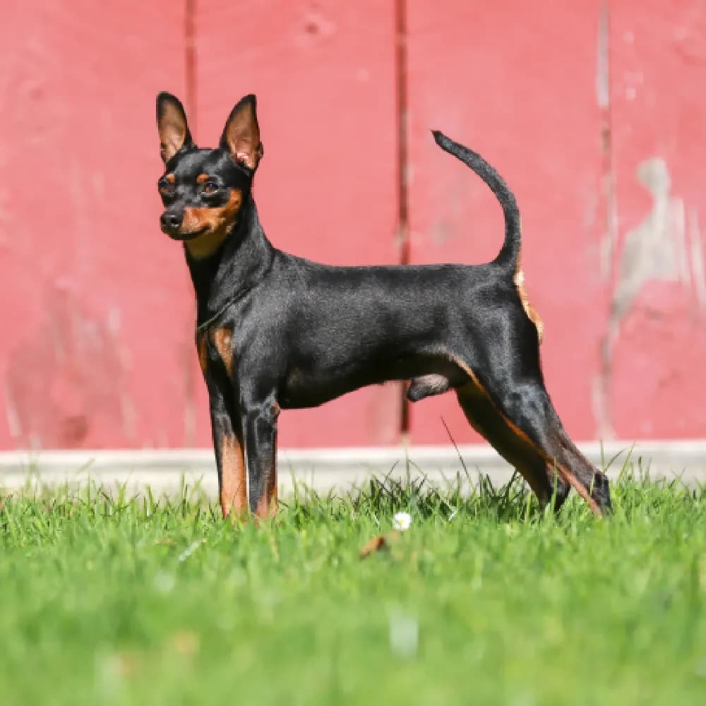 Pinscher — registro 02