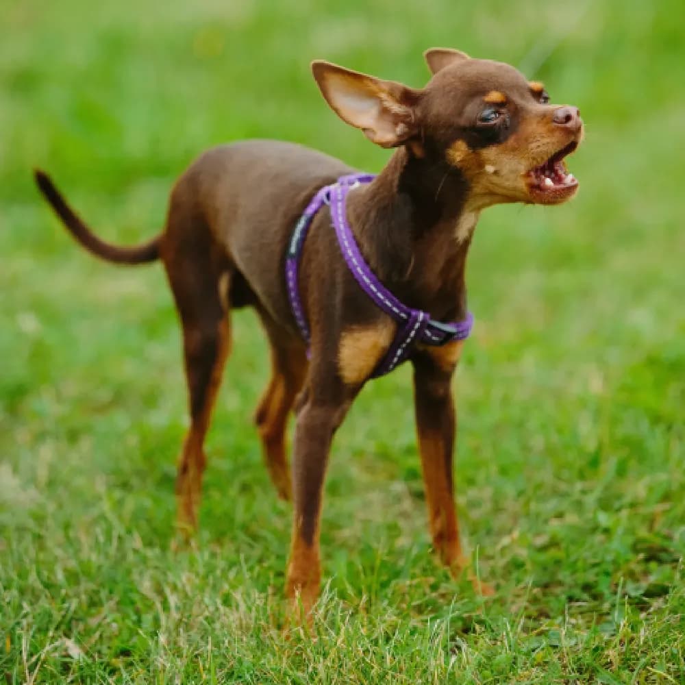 Pinscher — registro 03