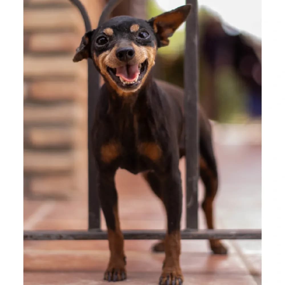 Pinscher — registro 04