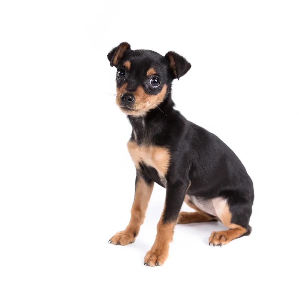 Pinscher — filhote
