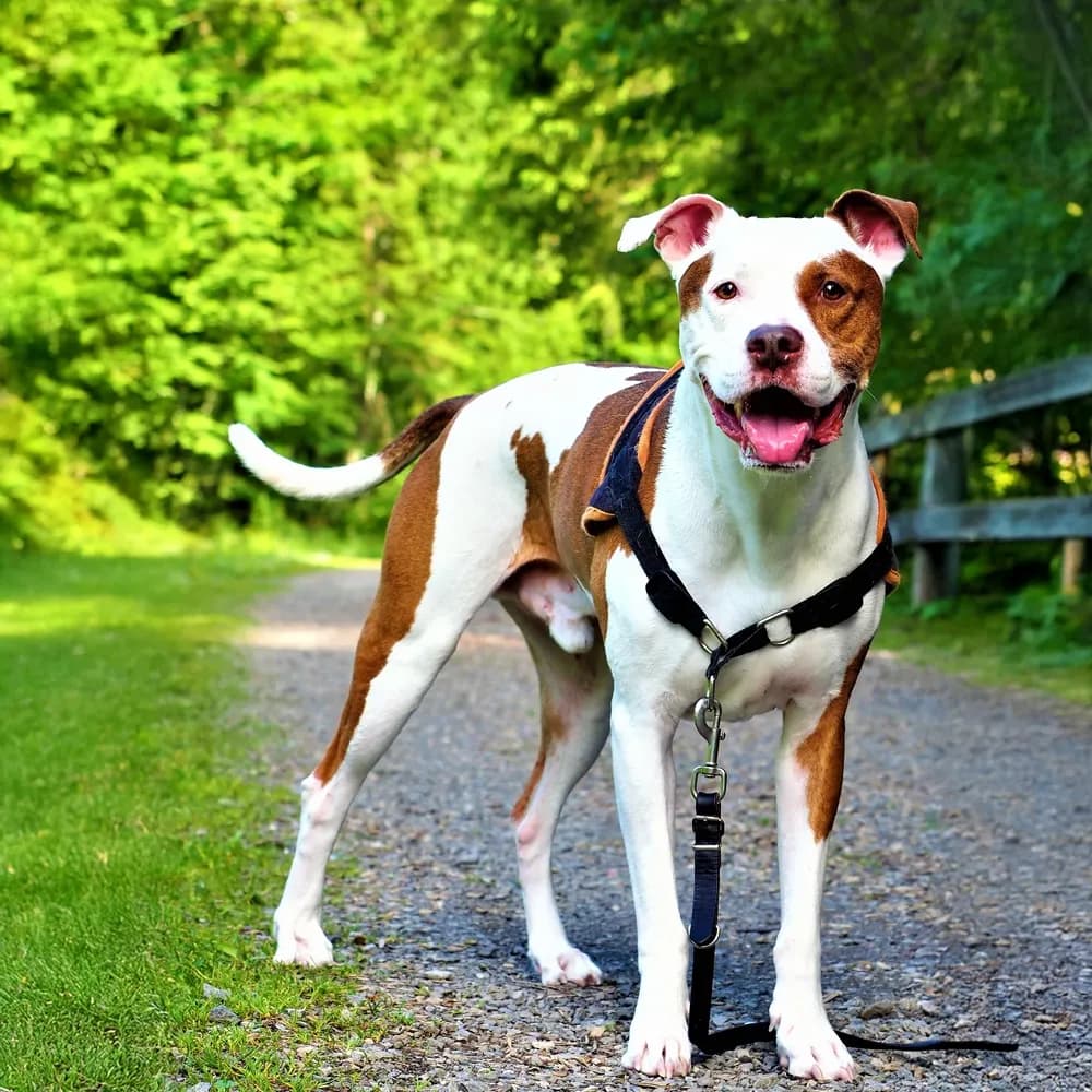 Pitbull — registro 01