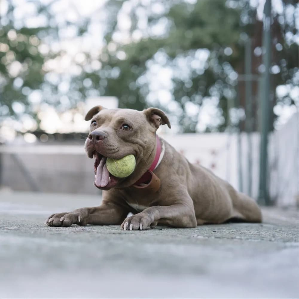 Pitbull — registro 02