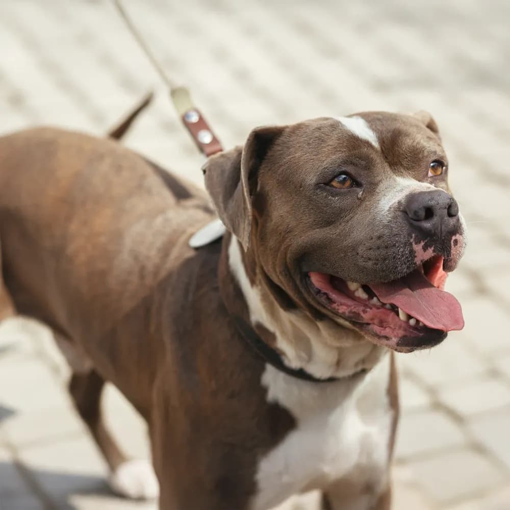 Pitbull — registro 03