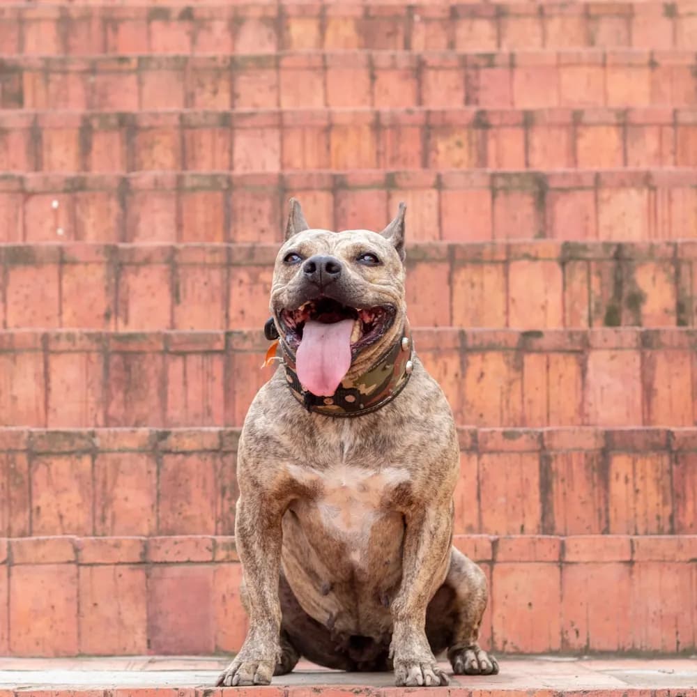 Pitbull — registro 04