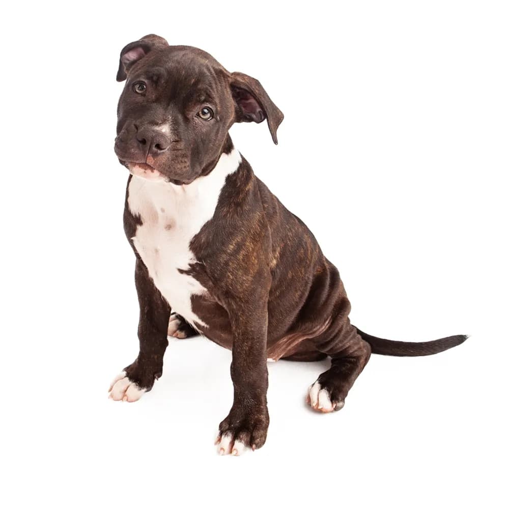 Pitbull — filhote