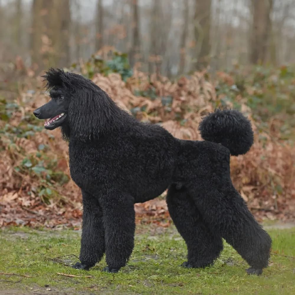 Poodle — registro 01