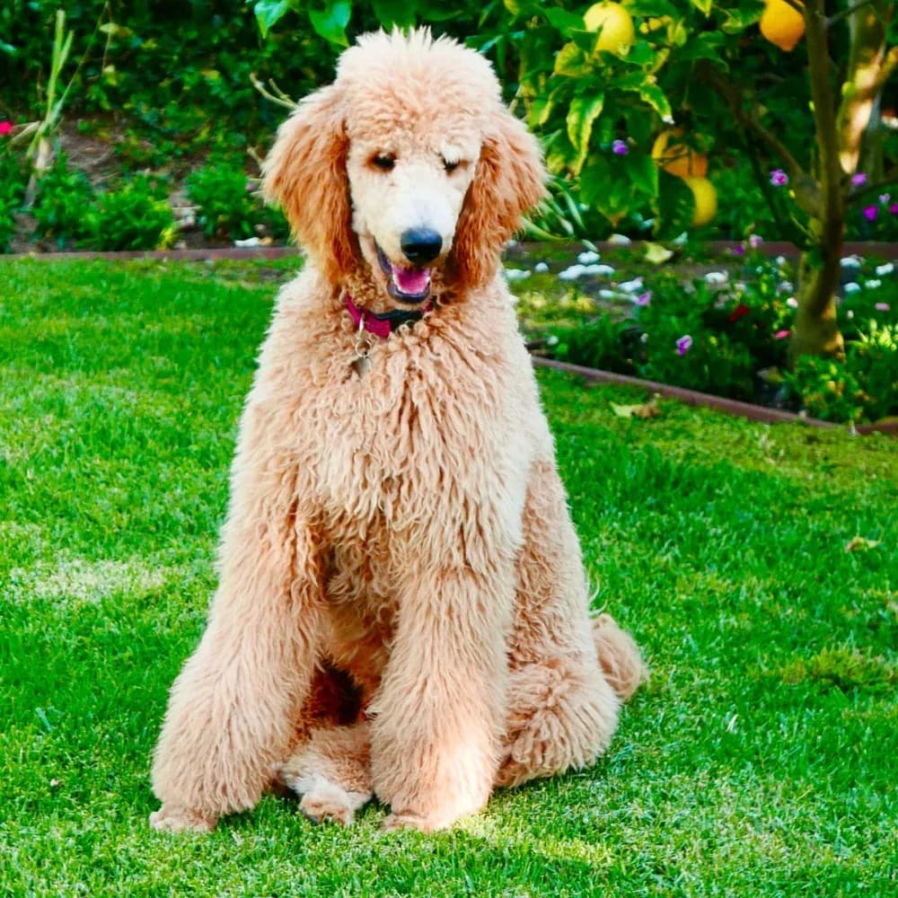 Poodle — registro 02