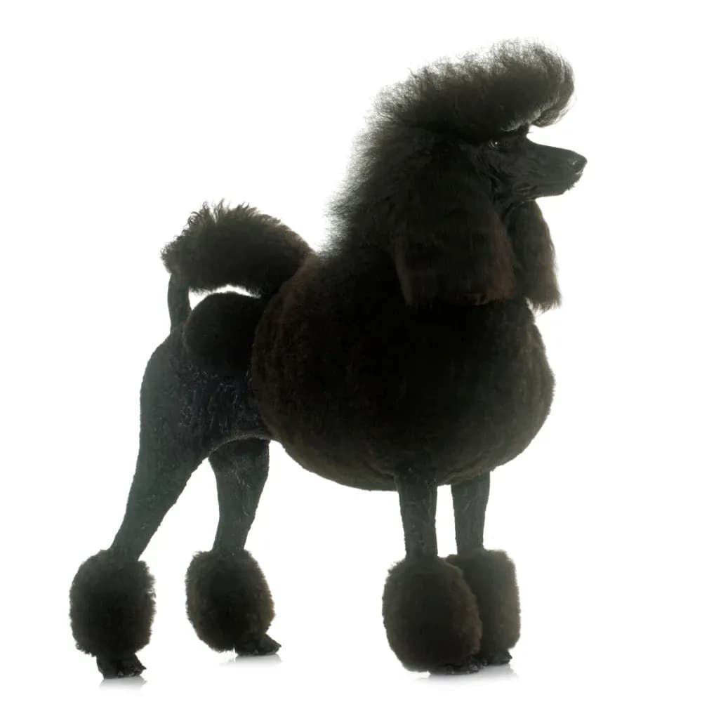 Poodle — registro 03