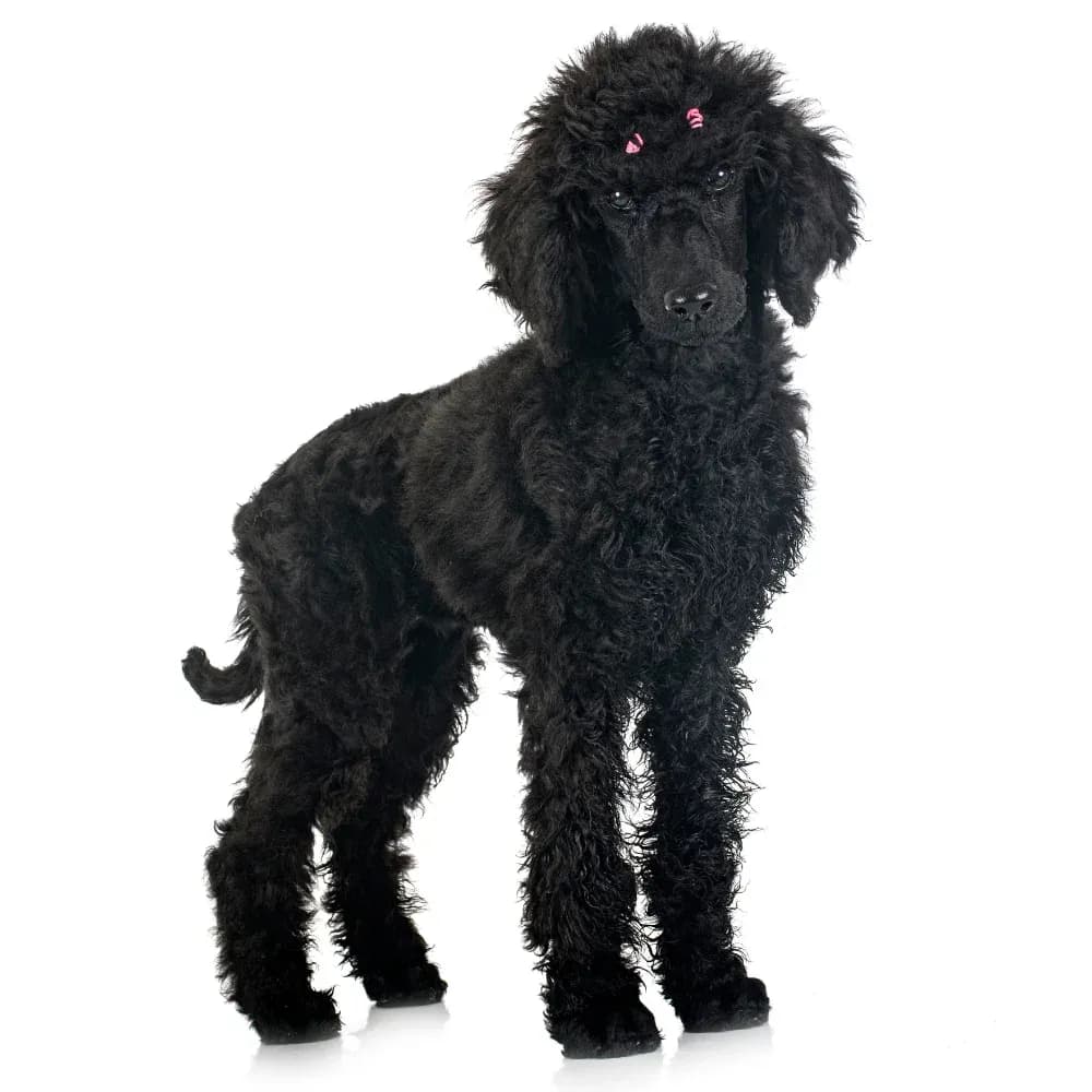 Poodle — registro 04