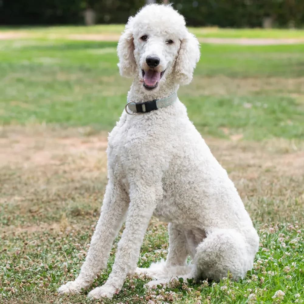 Poodle — registro 05