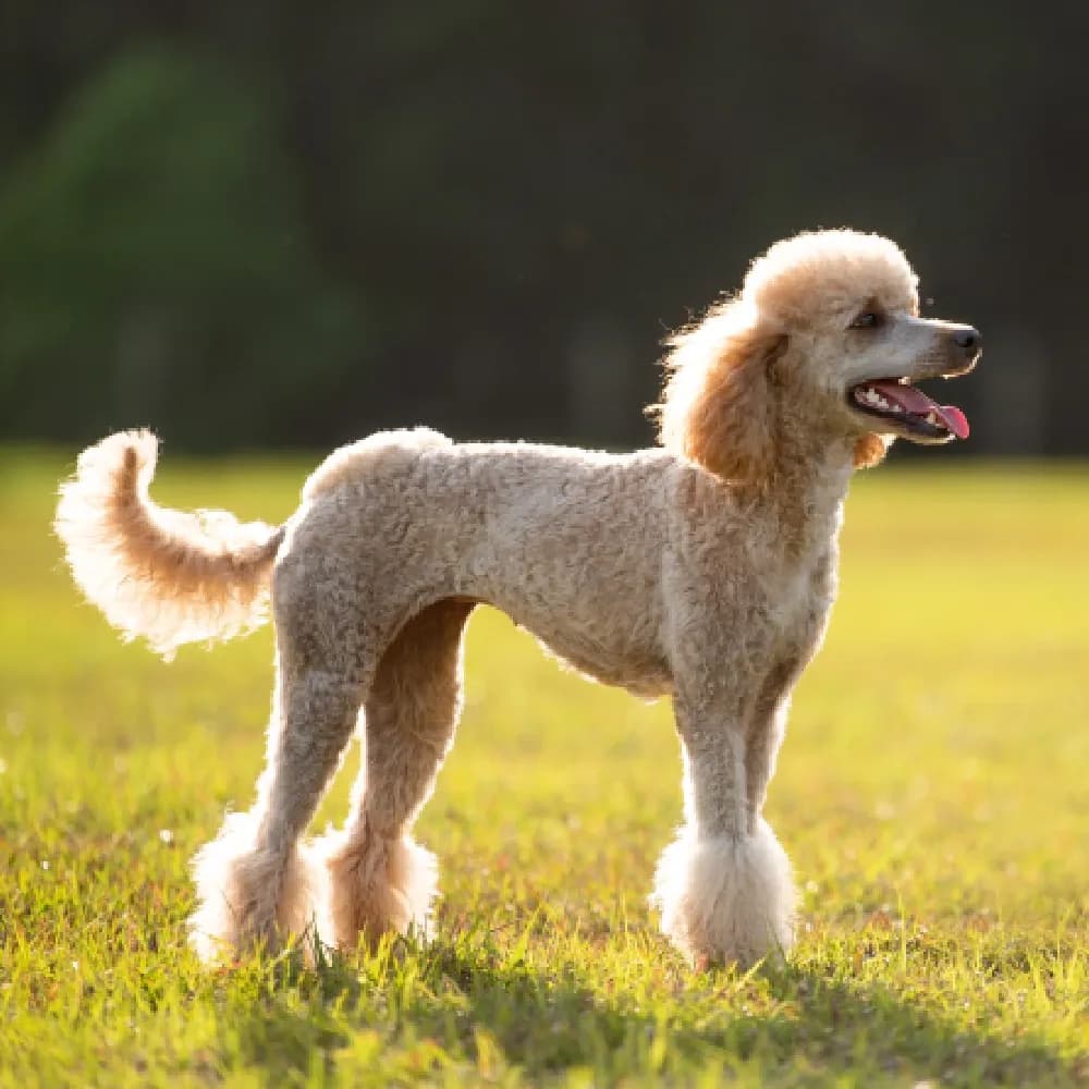 Poodle — registro 06