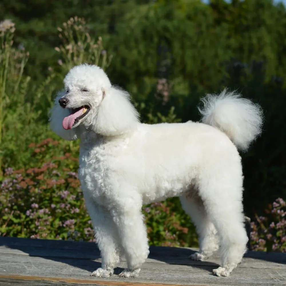 Poodle — registro 07