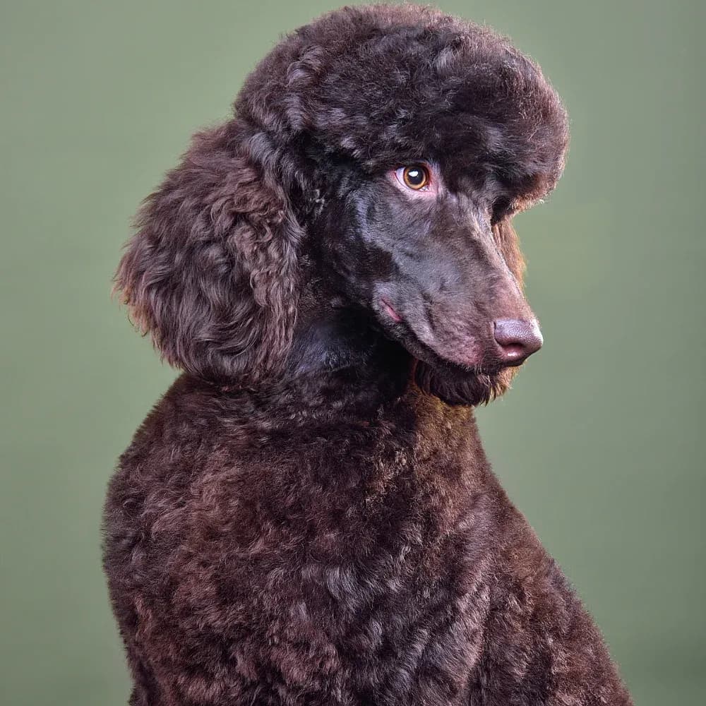 Poodle — registro 08