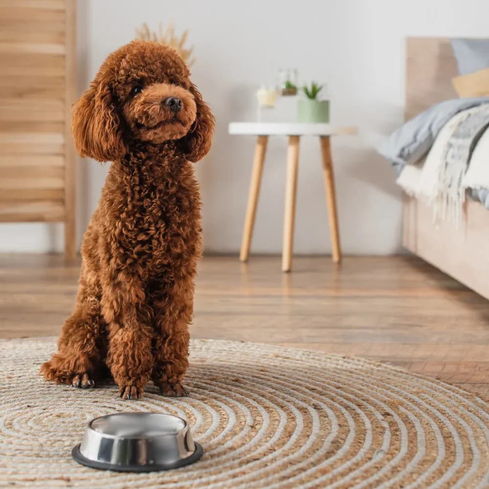 Poodle — registro 09