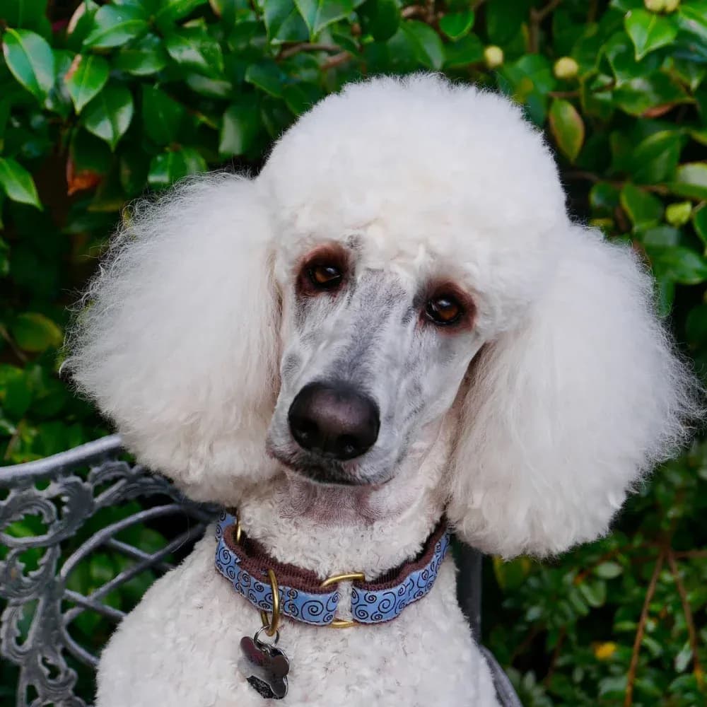 Poodle — registro 10