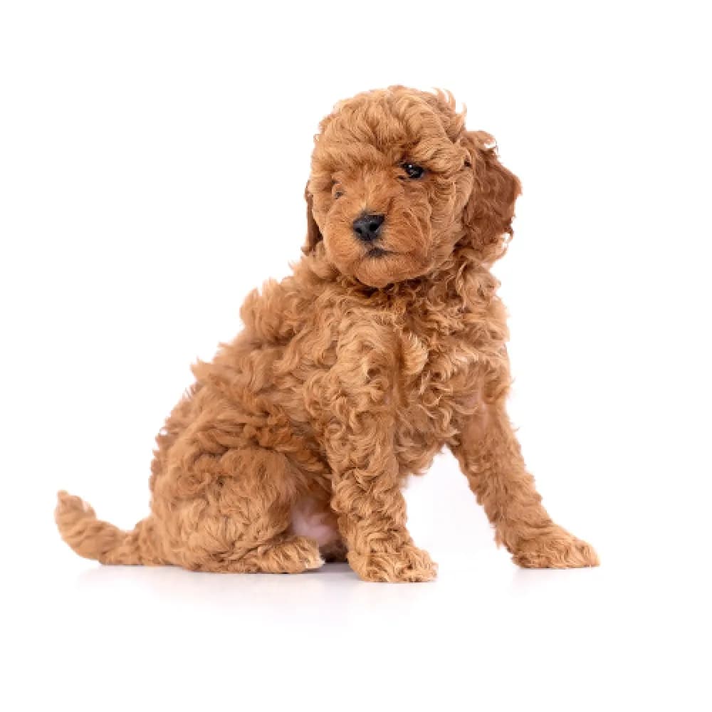 Poodle — filhote