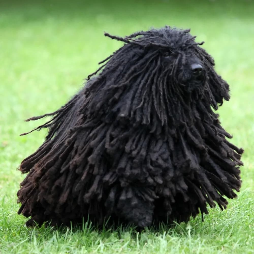 Puli — registro 04