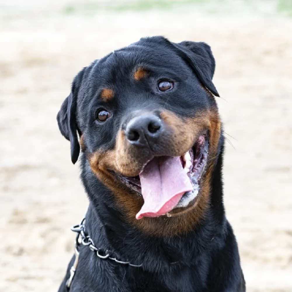 Rottweiler — registro 01
