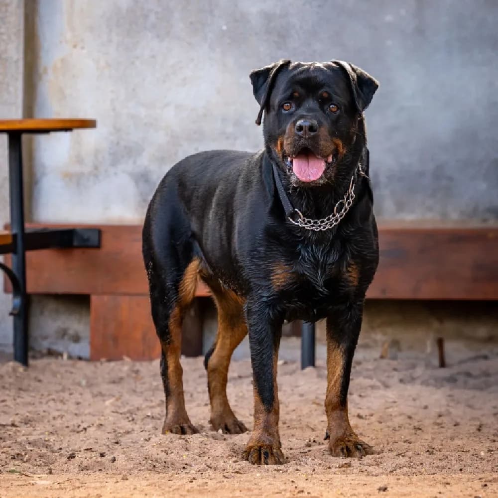 Rottweiler — registro 02