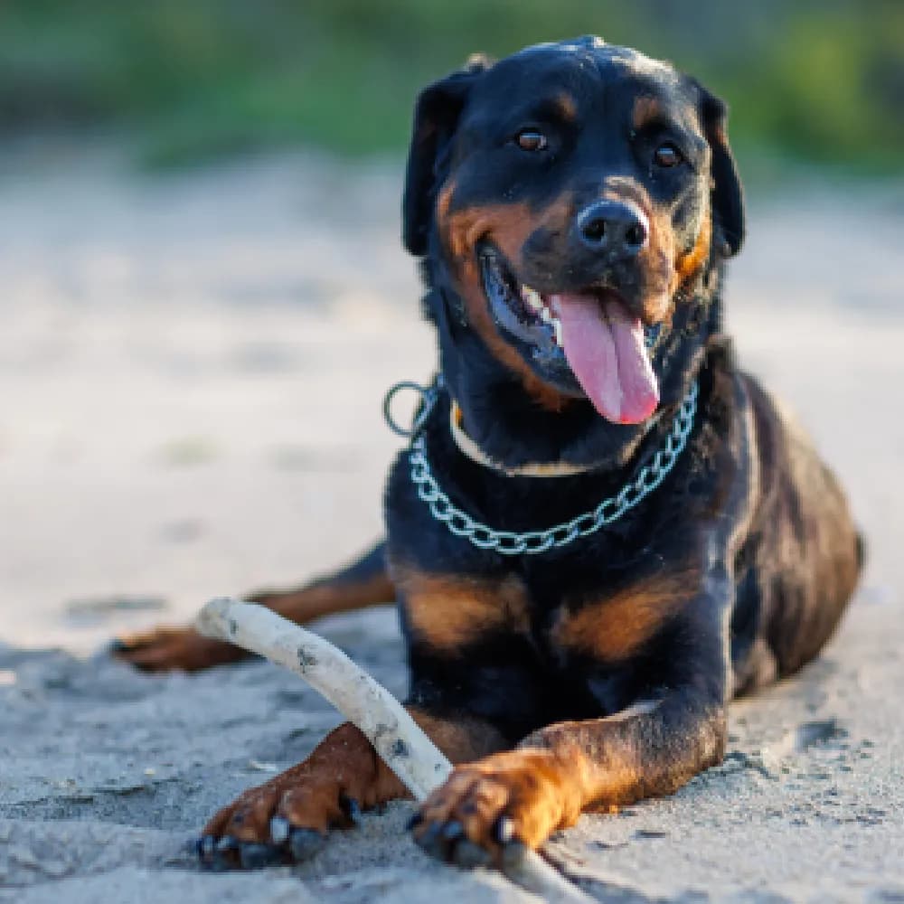 Rottweiler — registro 03