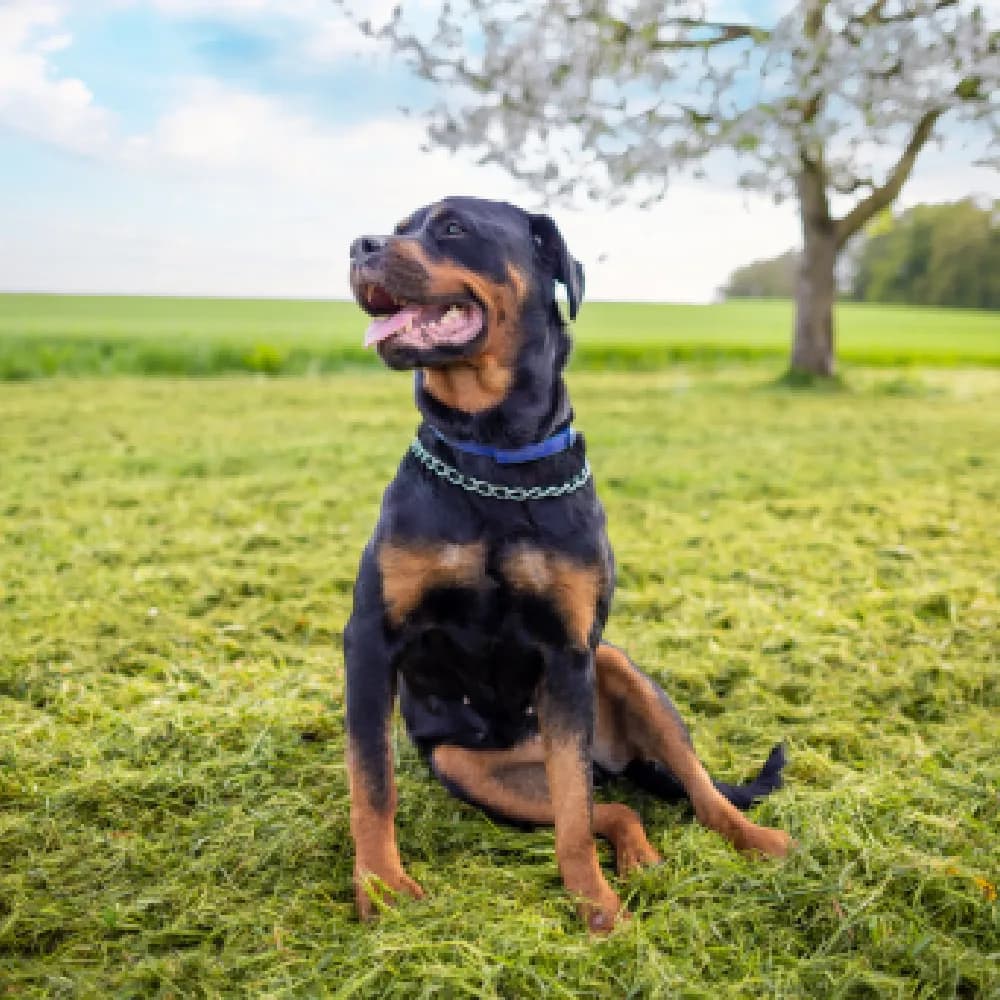 Rottweiler — registro 04