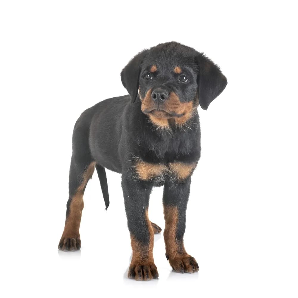 Rottweiler — filhote