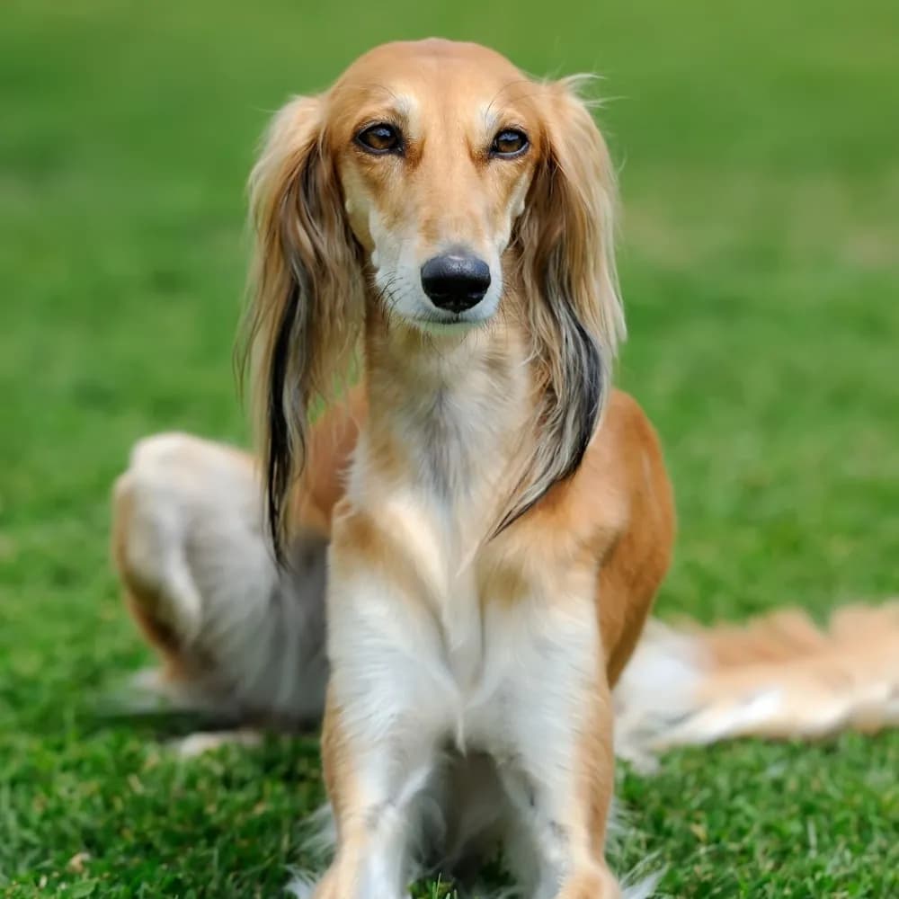 Saluki — registro 01