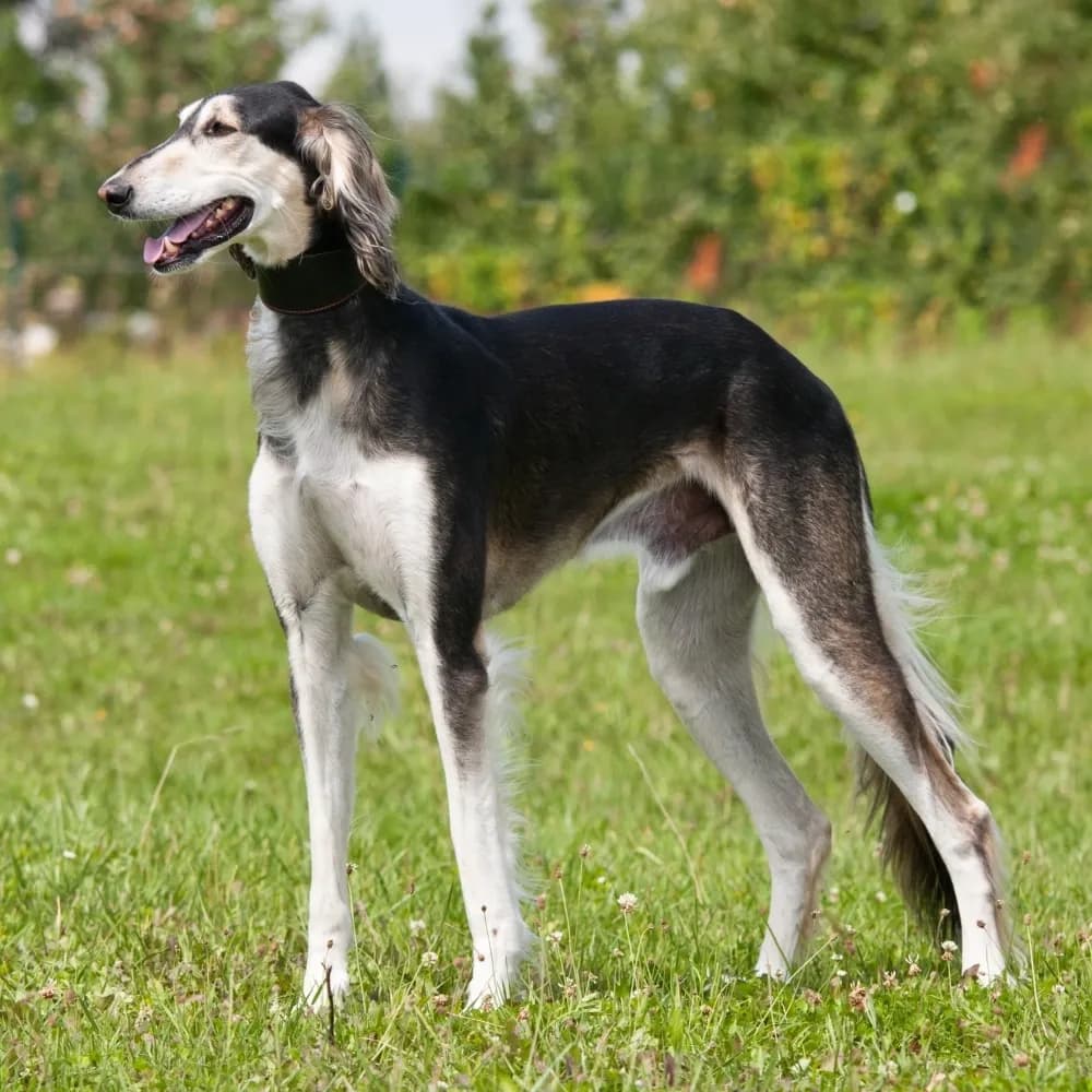 Saluki — registro 02